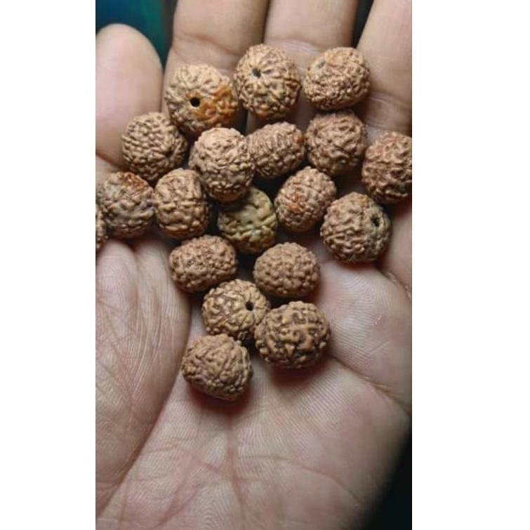 KEN.18Oc22ᴿ ‑ 110 pcs rudraksha mukhi 7