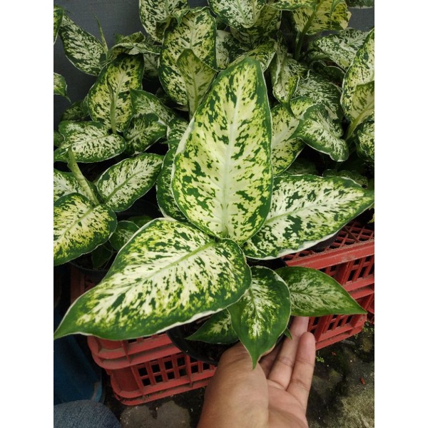 tanaman hias diven lukisan cinta