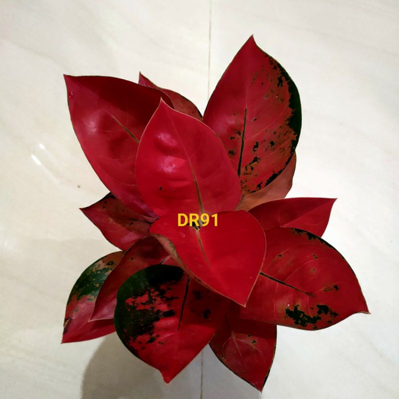 aglonema kochin red diamond