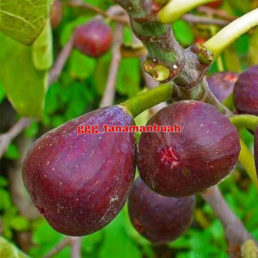 Bibit Buah Tin Purple Yordan Super Cangkok