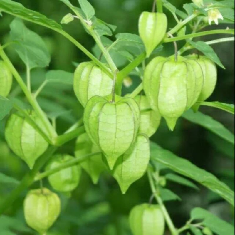 

Daun Ciplukan Segar 1 kg Organik Alami