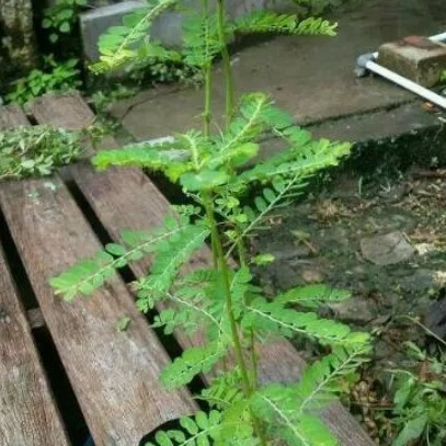 

100 gram pohon meniran-obat herbal untuk herbal daun dipetik dadakan dan organik