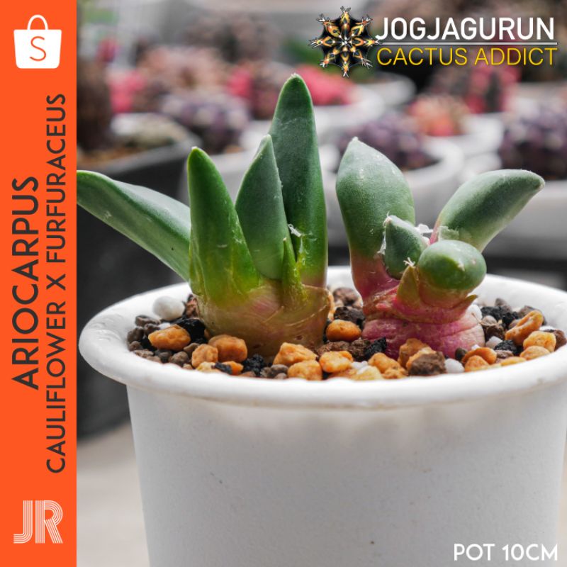 Kaktus Ariocarpus Cauliflower × Furfuraceus