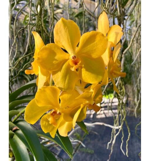 {DEU.22Oc22ᴴ} Vanda spike/knop ada calon bunga tanaman anggrek hias anggrek vanda anggrek wangi
