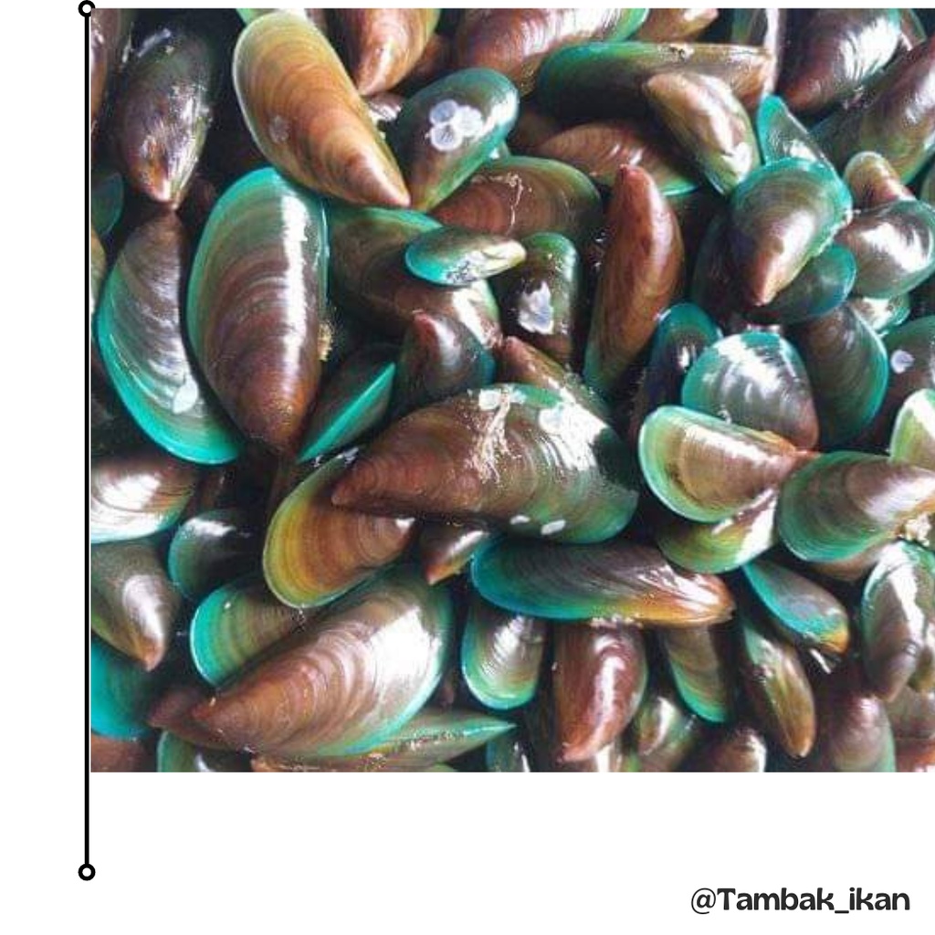 

Kerang hijau Segar / Kerang Ijo Segar Besar Ukuran Jumbo 1KG