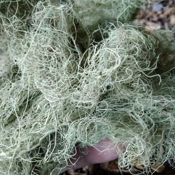 

SALE✅Herbal Kayu Angin 500gr|KD5