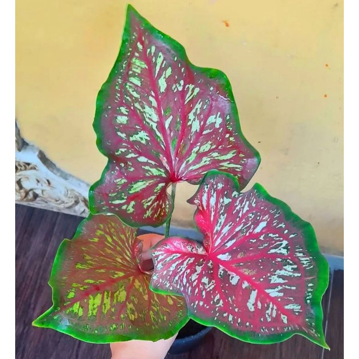 Caladium worton 1-3 Daun Tanaman Keladi Hias Murah Impor Thailand Import BUKAN bonggol bibit
