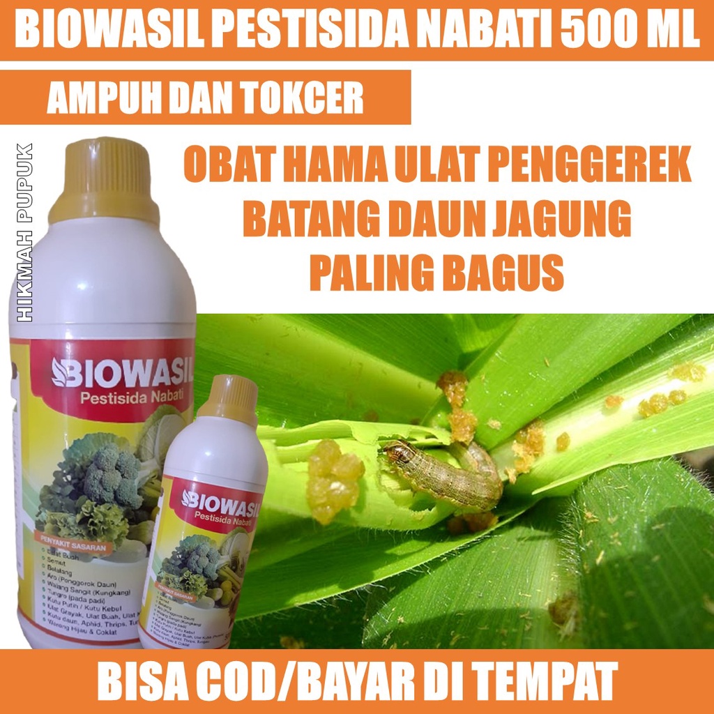 (REKOMENDED) BIOWASIL isi 500 ML OBAT HAMA ULAT DI JAGUNG PALING AMPUH, OBAT SEMPROT HAMA ULAT PADA 