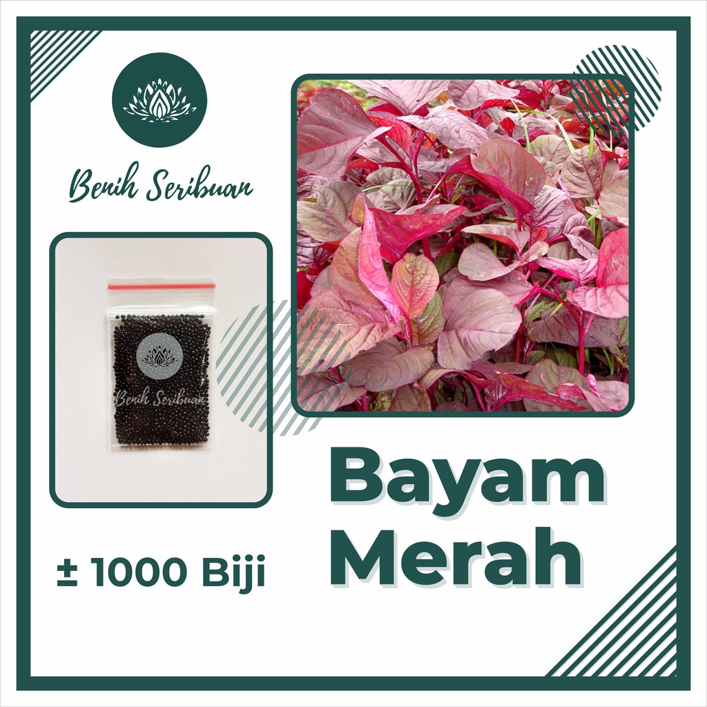 1000 Biji Benih Bayam Merah Red Bintang Asia Bibit Sayuran Tanaman Sayur Berkualitas