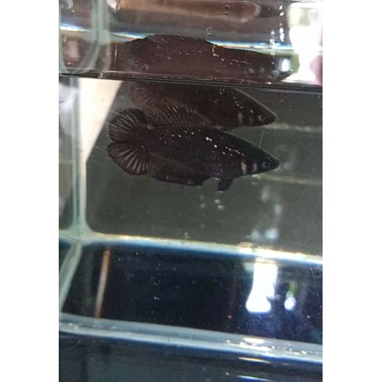 

IKAN.CUPANG.PKDT.FEMALE
