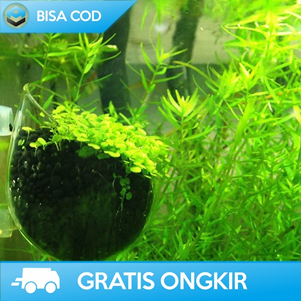BENIH TANAMAN AQUASCAPE DEKORASI AQUARIUM BIBIT RUMPUT INDAH NATURAL