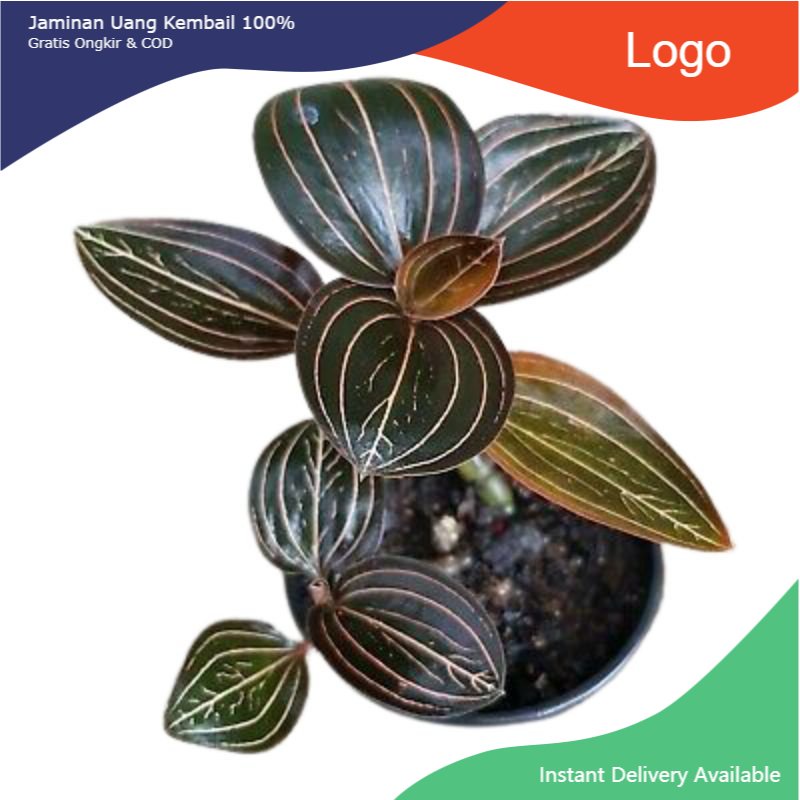 Promo Jewel orchid ludisia discolor