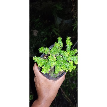 Saeng simbur mikro Thailand