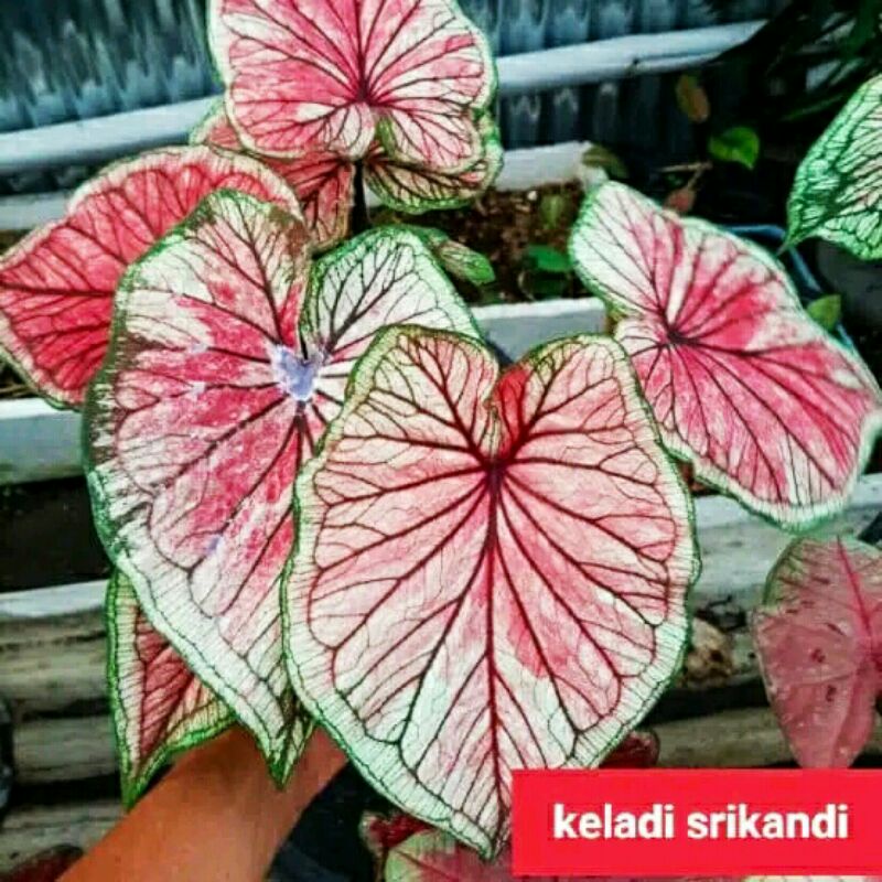 Anakan keladi srikandi/caladium srikandi bibit