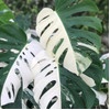 Monstera king Variegata 1 daun pancing sudah tunas
