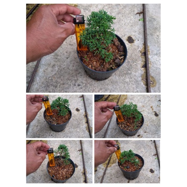 Cemara Sargenti Pingpong/ Kishu