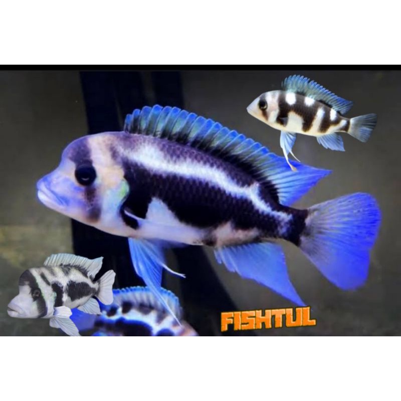 Cichlid Frontosa Black Widow