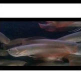 Arwana silver red sze 19-20 cm