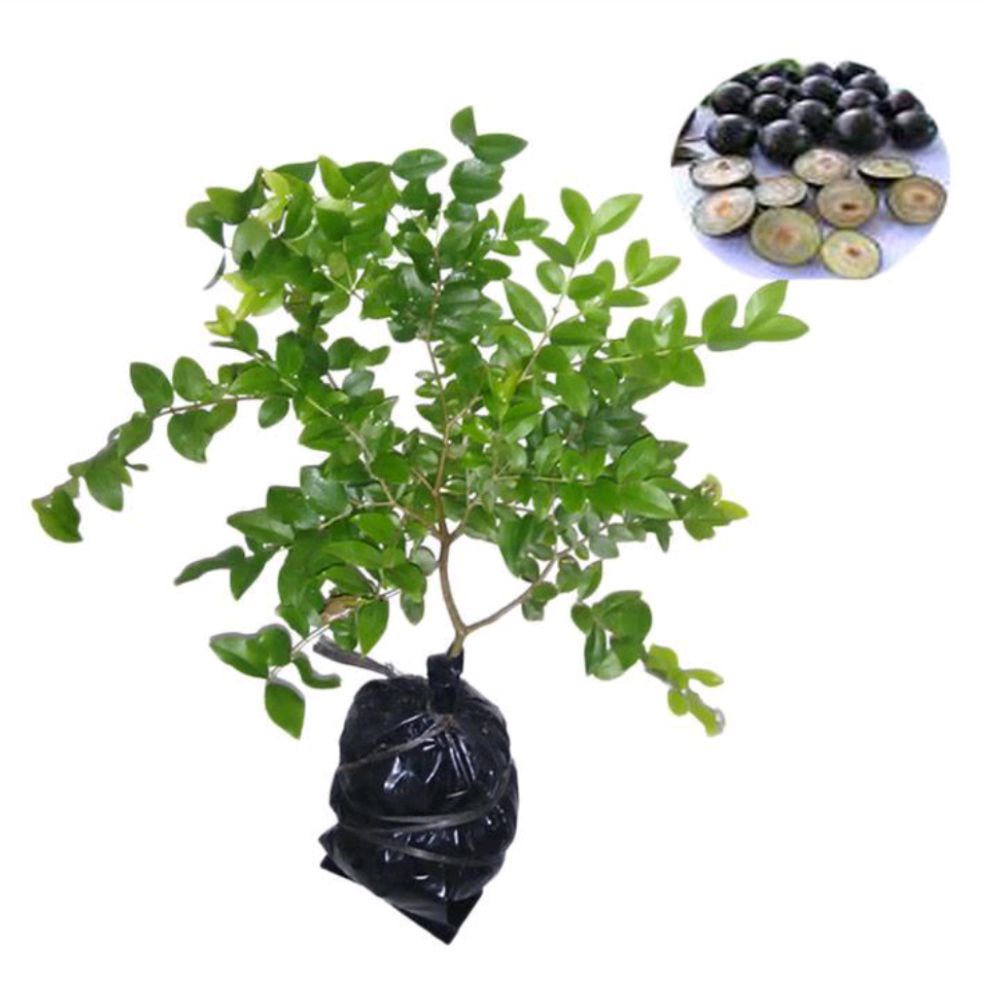 bibit anggur brazil jaboticaba - bibit anggur brazil - tanaman buah anggur brazil - bibit anggur