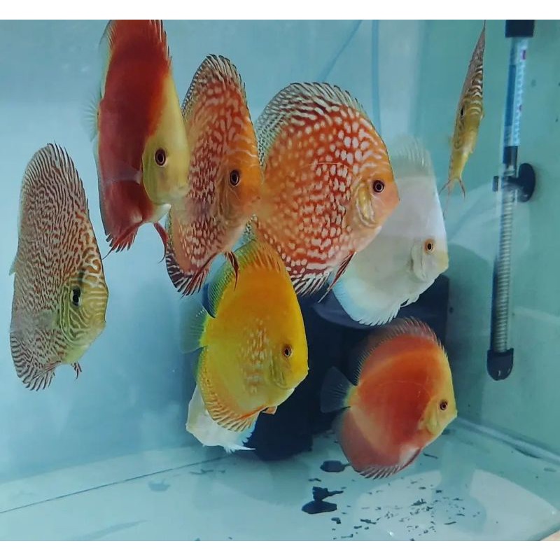 

ikan discus besar / ukuran 4 inch ( isi 10 ekor )