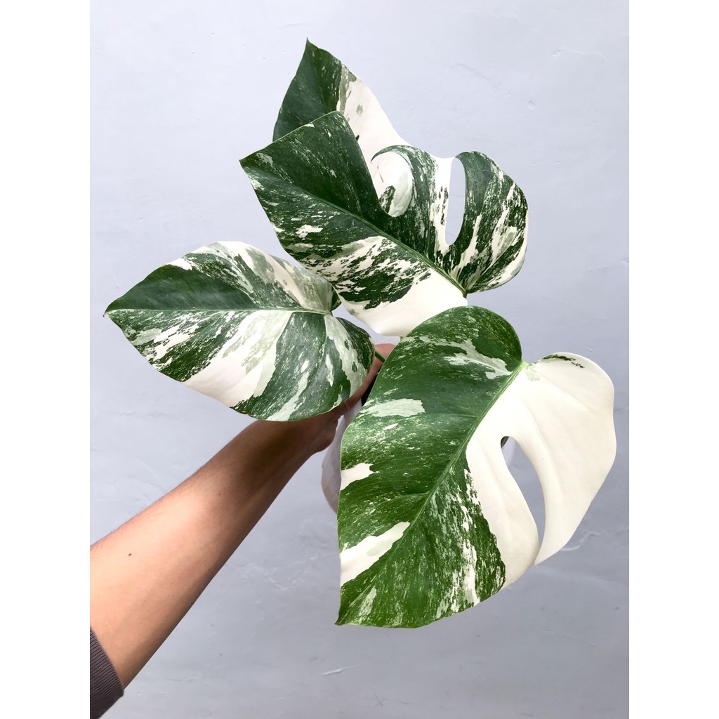Monstera Varigata Marble