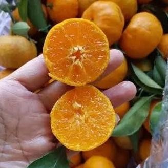 joss BIBIT POHON JERUK SANTANG MADU - BIBIT TANAMAN JERUK SANTANG MADU UNGGULAN