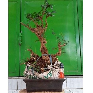 Bonsai Serut Berkarakter tua Small