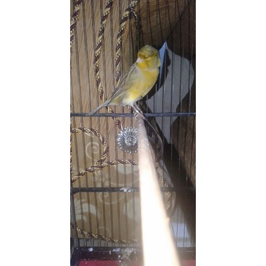 KENARI F2YS PEJANTAN GACOR NGEREK