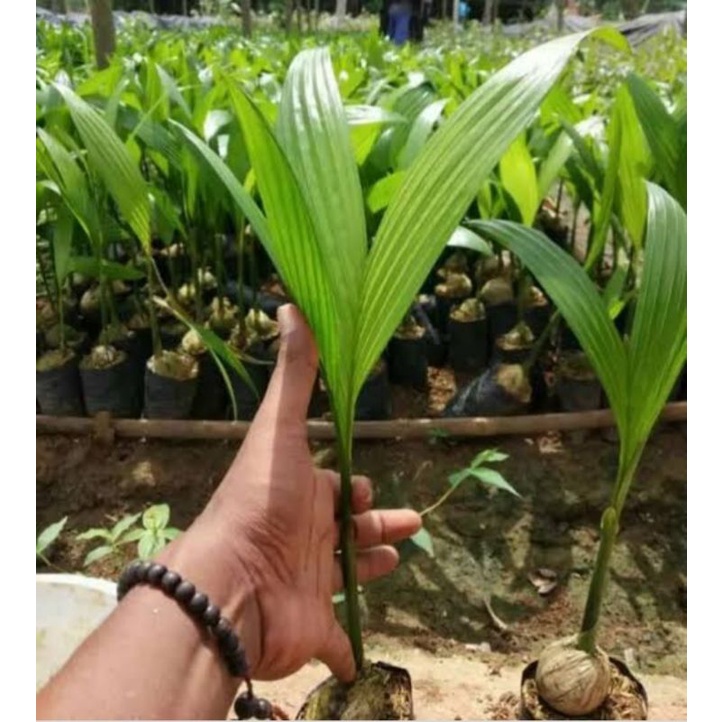 BIBIT PINANG BERKUALITAS WANGI