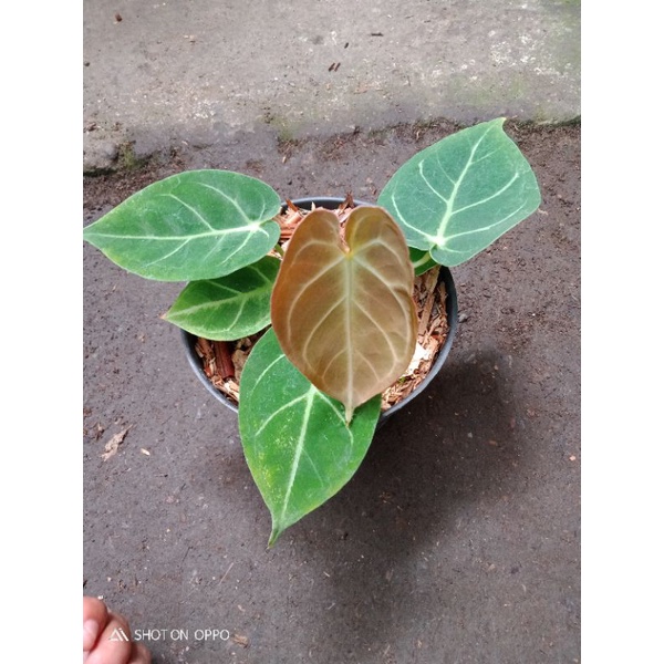 anthurium dressleri hybrid