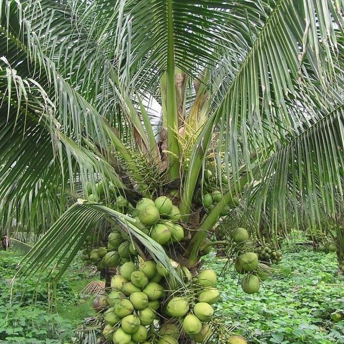 Bibit Kelapa dwarf pendek indian / kelapa pendek