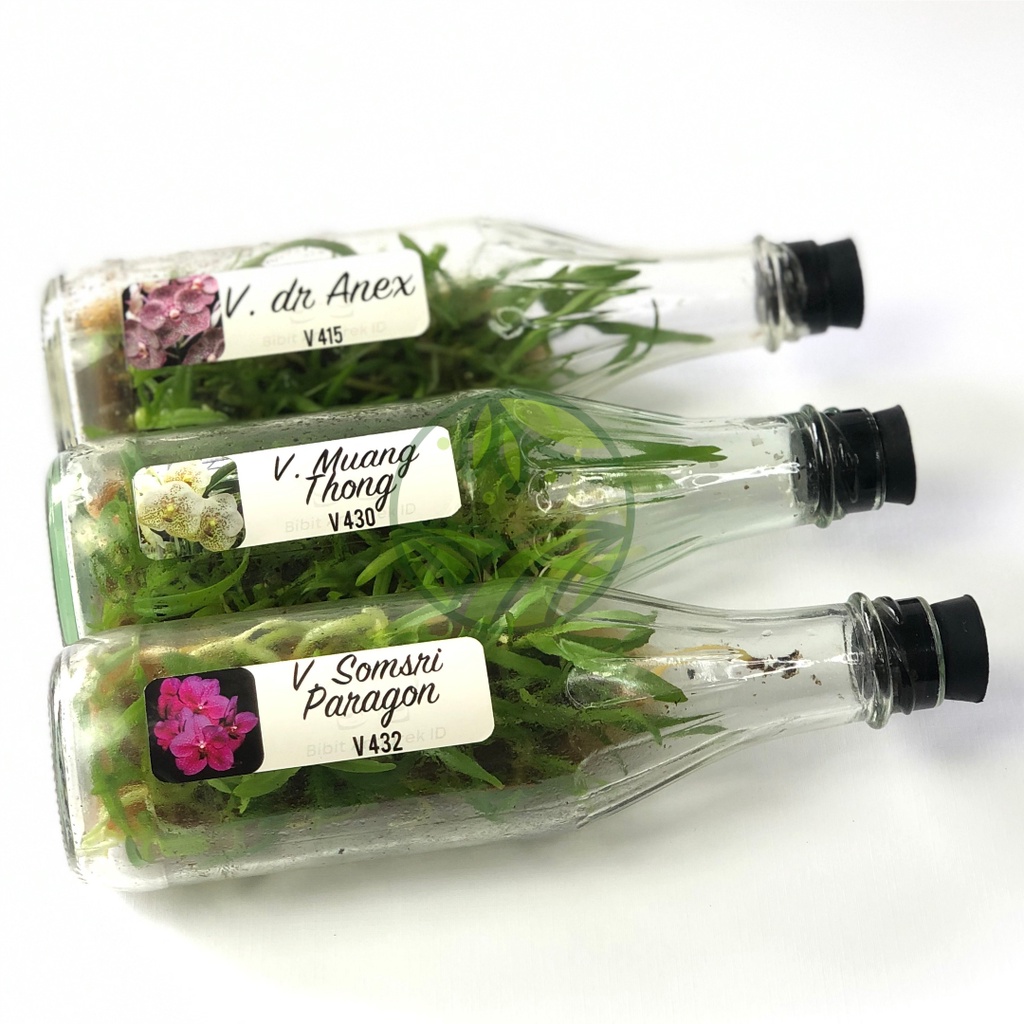 Benih Anggrek Botol Vanda Siap Aklim(Siap Tanam) Anggrek koleksi Bunga Hias