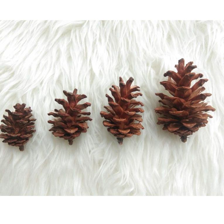 AJA.18Oc22ᴾ ▪ Taplak bulat bulu korea