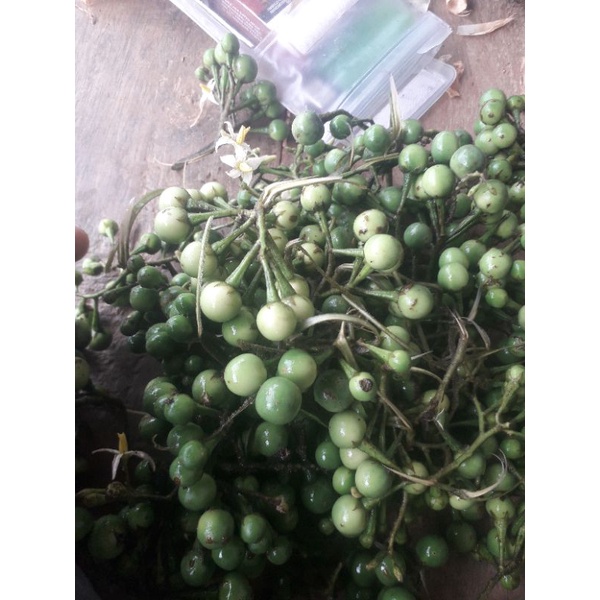 

buah takokak/cepokak/pokak/terongpipit/takokek