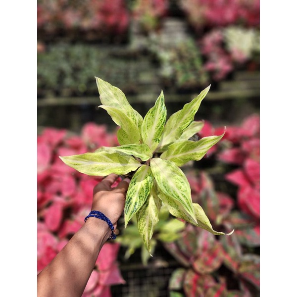 AGLONEMA WHITE SUNSET