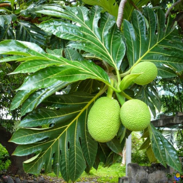 

DAUN SUKUN FRESH 500GR