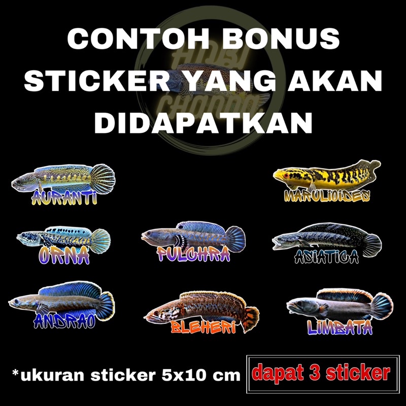 Mystery Box Bonus 3 Sticker Channa Premium-1