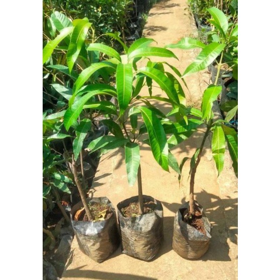 Pohon Mangga Manalagi