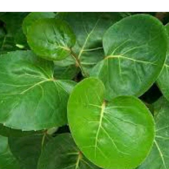 

Daun Mangkokan herbal per daun