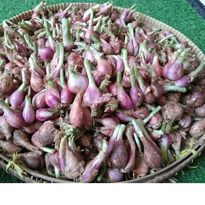 

DISKON BRANDS FESTIVAL MAKWANG BAWANG GORENG SUMENEP PREMIUM ASLI TANPA TEPUNG UNTUK CEMILAN TABURAN MAKANAN BUMBU DAPUR !!