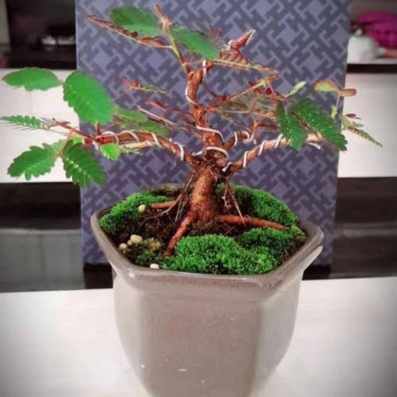 Bonsai Putri malu | Bahan bonsai putri malu sungai | Bonsai Kaliandra