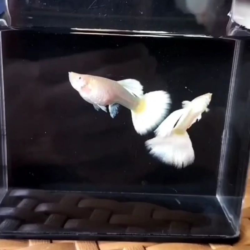 Guppy Albino Full White (AFW) / Albino Full Platinum (AFP) Grade A