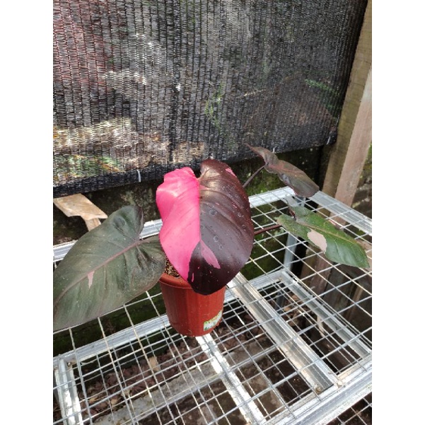 Philodendron Pink Princess Black Cherry Mature Form