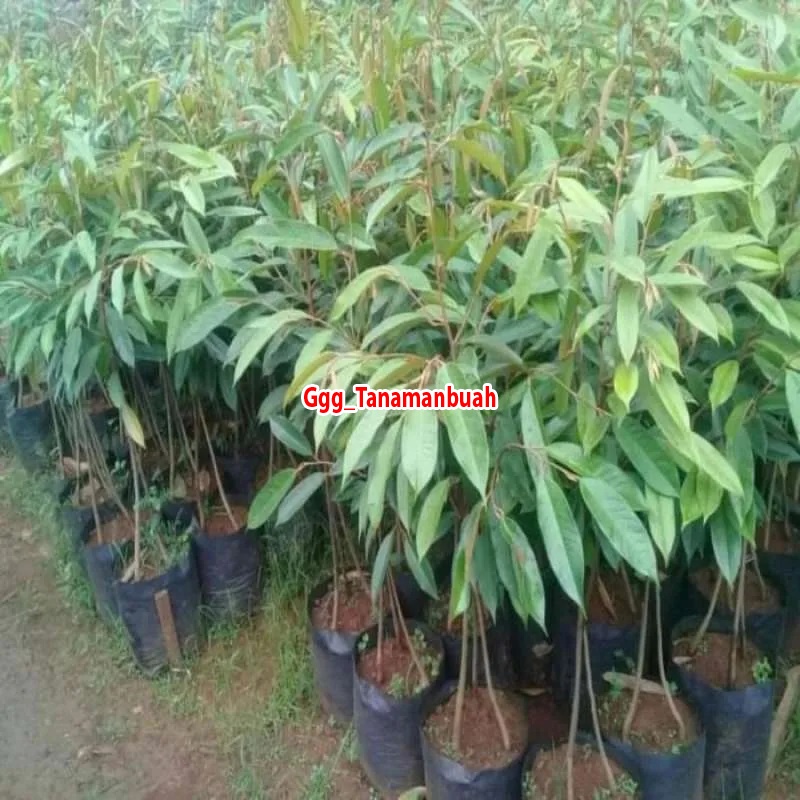 Bibit durian super tembaga kaki 3 super cepat berbuah