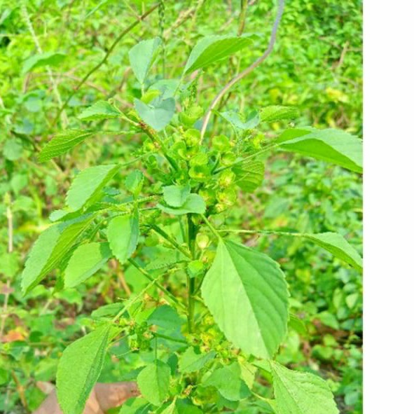 

tanaman/daun anting anting segar obat herbal 100 gram