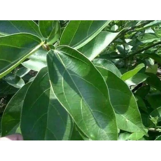 

Terlaris Today Daun cincau hijau segar per 30 lmbar murah