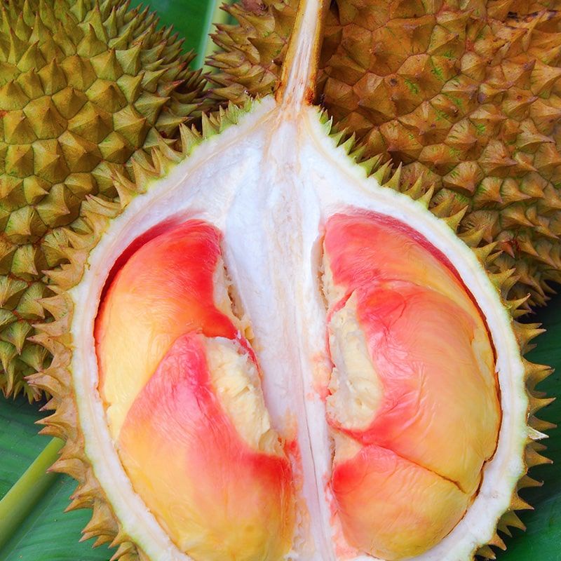 bibit buah durian pelangi thailand