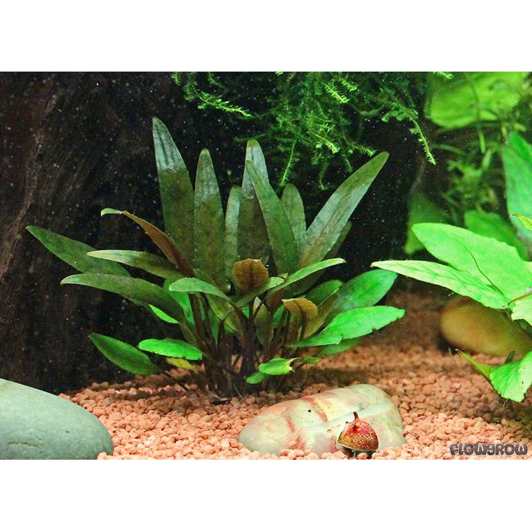 Cryptocoryne Becktii - Tanaman Aquascape Low co2