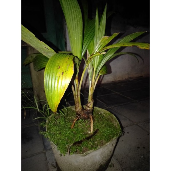 Bonsai Kelapa  Cagak/Kembar