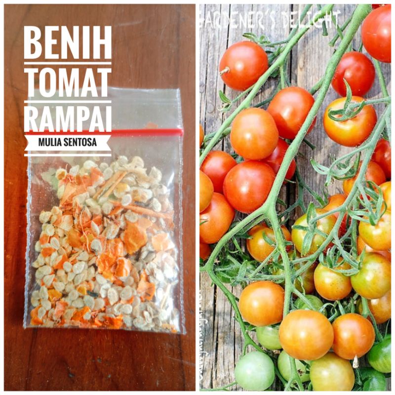 Benih tomat rampai Organik / Biji Tomat rampai